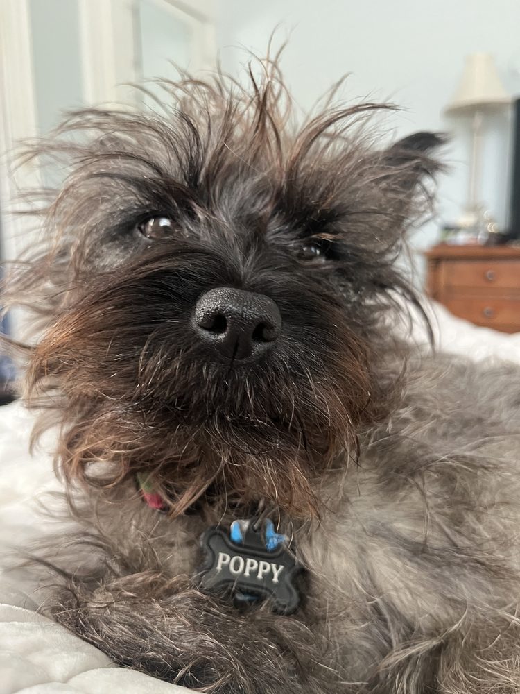 Poppy looking regal